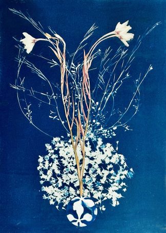 BLUEBELLS IN ORBIT