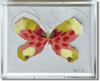 BUTTERFLY TAXIDERMY 11, 8x10